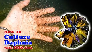 How to Culture Daphnia with ZERO Cost  Unlimited Live Food For Our Fish [upl. by Philbrook186]