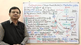 Diabetes Mellitus Part10 Mechanism of Action of Sulfonylurease  Antidiabetic Drugs  Diabetes [upl. by Nariko]