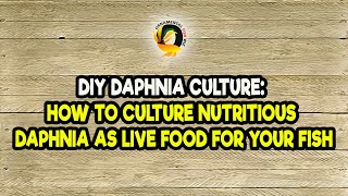 DIY Daphnia Culture How to Culture Nutritious Daphnia as Live Food for Your Fish [upl. by Rednas]