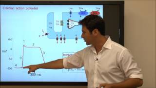 Cardiac Action Potential  Tutorial [upl. by Spiers]