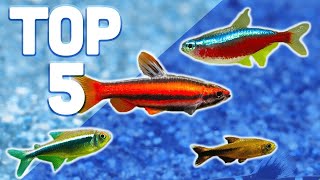 MY TOP 5 TETRAS FOR YOUR AQUARIUM [upl. by Perlis]