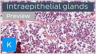 Intraepithelial glands cells and functions preview  Human Histology  Kenhub [upl. by Stock]