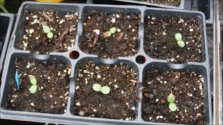 how to grow zinnias from seed how to sow zinnia seeds how to grow zinnia from seeds in a greenhous [upl. by Vail]