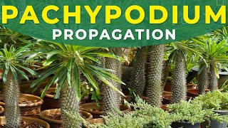 PACHYPODIUM PROPAGATION FROM SEEDS  Madagascar palm tree growing [upl. by Nylinej617]