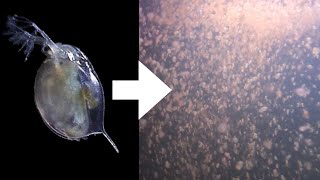 How I Culture Daphnia [upl. by Forrer16]