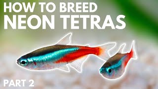 How to Breed Neon Tetras Hatching the Eggs Part 2 [upl. by Marou661]