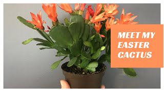 Care amp Culture of Christmas Cactus [upl. by Tildy]