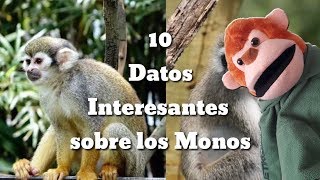 10 Datos Interesantes sobre LOS MONOS  Videos Educativos para Niños sobre Animales y Dinosaurios [upl. by Renault]