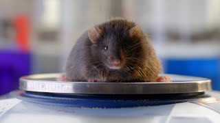 How the Hormone Leptin Helps Regulate Appetite I NOVA I PBS [upl. by Madra]