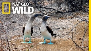 The Blue Footed Boobies Mating Dance  Wild Love [upl. by Ignatius]