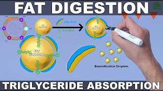 Fat Digestion and Absorption  Triglycerides [upl. by Araz]