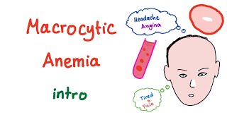 Macrocyctic Anemia Intro [upl. by Corty]