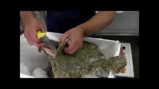 Passionate About Fish  How to Fillet a Wild Turbot [upl. by Essie]