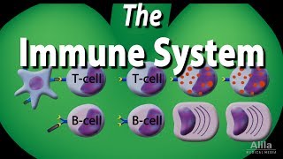 The Immune System Overview Animation [upl. by Manolo]