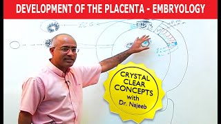 Development Of the Placenta  Embryology🩺 [upl. by Adliw]