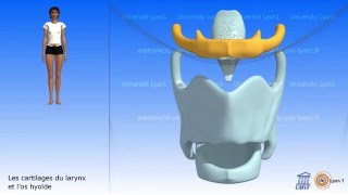 Macleods examination of the thyroid gland [upl. by Nitsirk313]