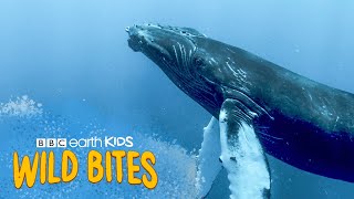 A Blue Whales Tongue Weighs More Than An ELEPHANT  Wild Bites  BBC Earth Kids [upl. by Lane712]