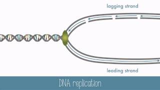 DNA Replication [upl. by Feigin]