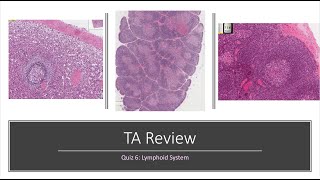 Histology Basics TA Review Lymphoid System [upl. by Xuagram]