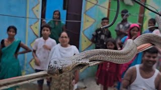 Gao me gus gaya visal saap 🥹kingkobra snake 🐍 shorts viral ytshorts [upl. by Harden]