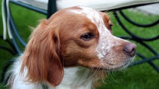 Brittany Spaniel Epagneul Breton [upl. by Niamert]