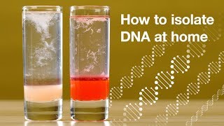 Home DNA extraction [upl. by Wiseman]