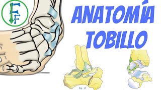 ANATOMIA DEL TOBILLO  Sistema Oseo  Sistema ligamentoso [upl. by Oiuqise]