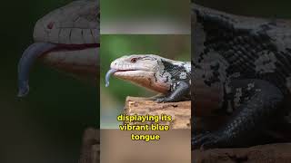 Blue Tongue Skink [upl. by Cogswell193]