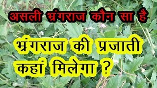 bhringraj plant Bhringraj ke Fayde in hindi भृंगराज का पौधा Bhringraj tree bhringraj ka podha [upl. by Rattan907]