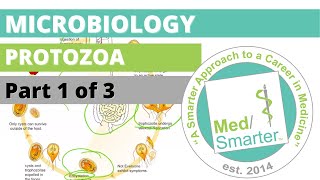 Protozoa  Microbiology  USMLE STEP 1  Part 1 of 3 [upl. by Nnylecyoj]