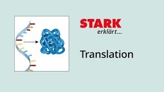 Translation Proteinbiosynthese  STARK erklärt [upl. by Maillij]