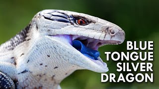 Blue Tongued Skink The Dragon With A Blue Tongue [upl. by Adile827]