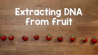 Extracting DNA from fruit [upl. by Nahsar]