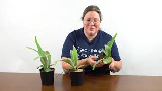 Staghorn Ferns Ask the Grower [upl. by Irovi651]