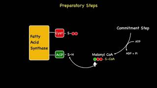 Chain Elongation and Fatty Acid Synthesis [upl. by Tnemelc]