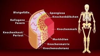 Knochen  Schulfilm Biologie [upl. by Lance]