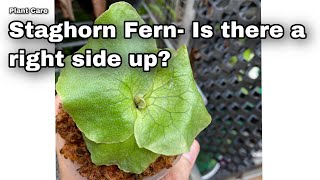 Staghorn Fern Plant Orientation Ep46 [upl. by Witkin]