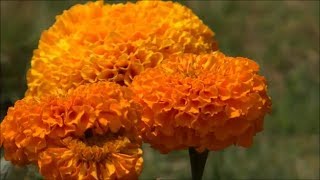 Beautiful Flowers  Tagetes Erecta  African Marigold Orange Color [upl. by Wartow]