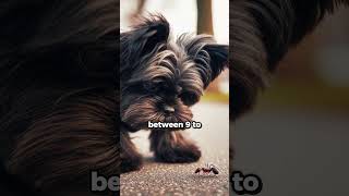 Affenpinscher Breed Facts [upl. by Esiocnarf627]