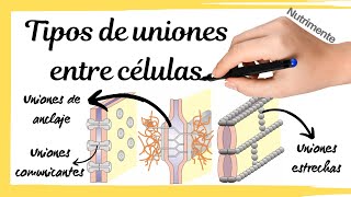 Tipos de UNIONES entre las CÉLULAS [upl. by Margarette647]