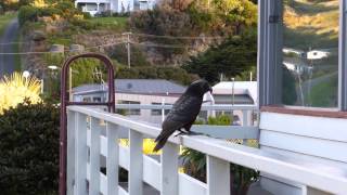 Kaka New Zealand Parrot Hear its various calls [upl. by Maidie837]