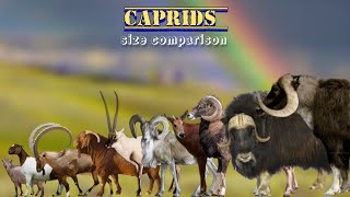 CAPRIDS  Size comparison  Goats amp Sheep [upl. by Northrup]