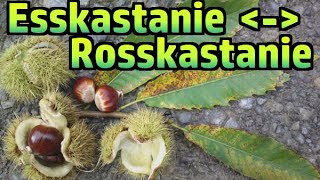 Esskastanie essbar vs Rosskastanie giftig №193 [upl. by Amando]