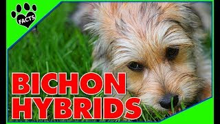 Top 10 Bichon Frise Mix Breeds Most Popular Designer Dogs 101 [upl. by Holly-Anne]