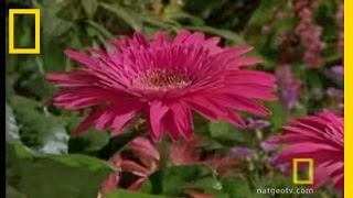 Bee vs Jumping Spider  National Geographic [upl. by Brandwein]