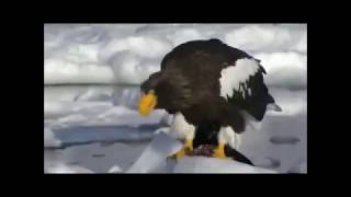 Bald eagle vs stellers sea eagle [upl. by Moriah596]