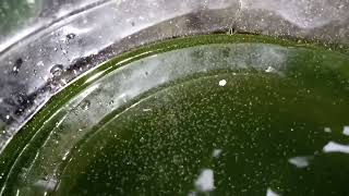 DAPHNIA MOINA CULTURE IN A SMALL BUCKET [upl. by Mencher]