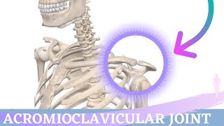 Acromioclavicular Joint Movement  Shoulder Anatomy amp Kinesiology [upl. by Ailaroc]