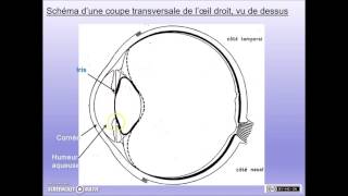 SVT  Terminale Enseignement scientifique  Structure de loeil [upl. by Domella]