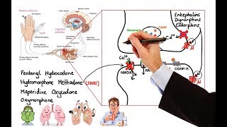 Pharmacology  OPIOIDS MADE EASY [upl. by Trant]